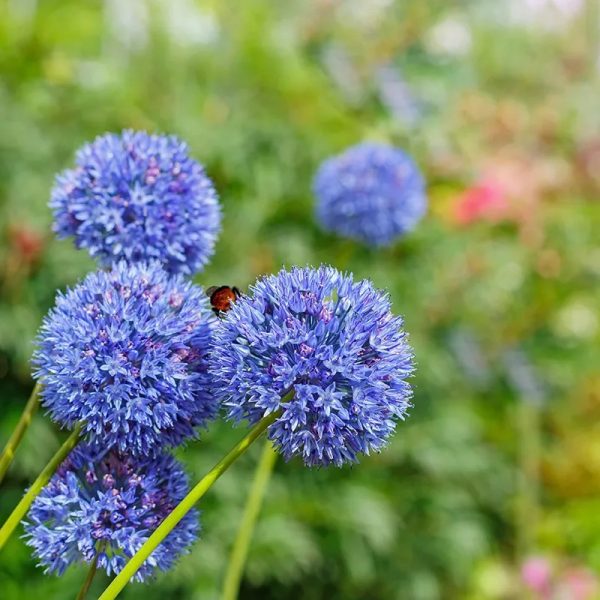 allium caeruleum mėlynas žydras bulbs dekoratyvinis svogūninis augalas česnakas gėlės ir manufaktūra blue