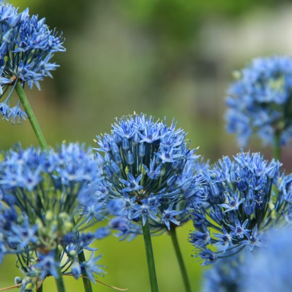 allium azureum caeruleum mėlynas ornamental bulbs dekoratyvinis svogūninis augalas česnakas gėlės ir manufaktūra