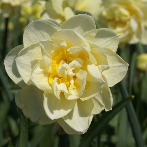 narcissus Manly NARCIZAI daffodils svoguninis augalas geles ir manufaktura svogunasnarcissus Manly NARCIZAI daffodils svoguninis augalas geles ir manufaktura svogunas
