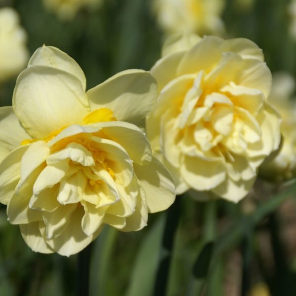narcissus Manly NARCIZAI daffodils svoguninis augalas geles ir manufaktura svogunas