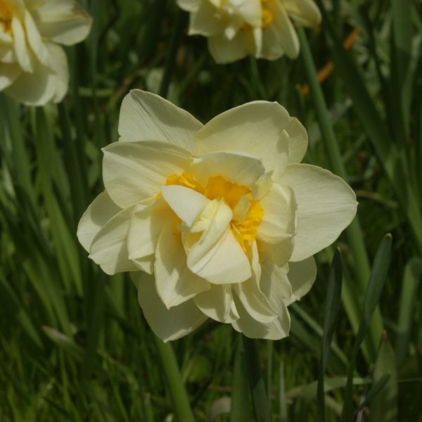 narcissus Manly NARCIZAI daffodils svoguninis augalas geles ir manufaktura svogunas