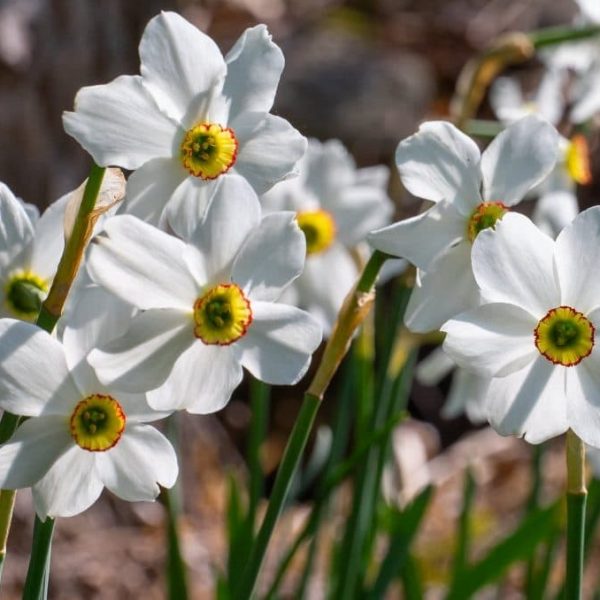 narcissus daffodils poeticus recurvus Pheasants eye poetiniai narcizai svogunas gėlės ir manufaktūra svogūninis augalas narcizas senovinis