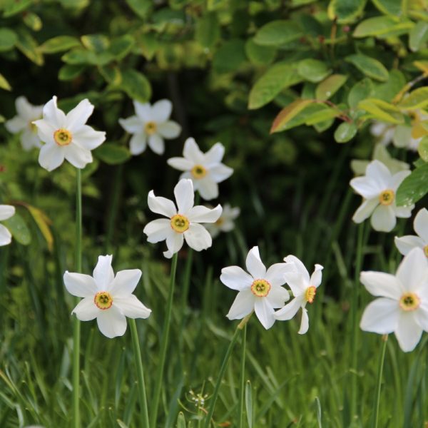 narcissus daffodils poeticus recurvus Pheasants eye poetiniai narcizai svogunas gėlės ir manufaktūra svogūninis augalas narcizas senovinis