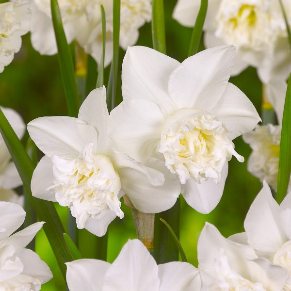 narcissus daffodils white Marvel bulbs balti narcizai gėlės ir manufaktūra svogūninis augalas narcizas