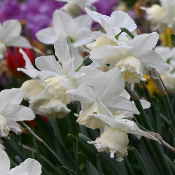 narcissus daffodils white Marvel bulbs balti narcizai gėlės ir manufaktūra svogūninis augalas narcizas