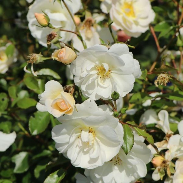 rosa sodo rožė balta Schneekönigin daugiažiedė garden rose augalas rožių krūmas gėlės ir manufaktūra Baumschule-Horstmann