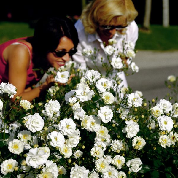 rosa sodo rožė balta Schneekönigin daugiažiedė garden rose augalas rožių krūmas gėlės ir manufaktūra Baumschule-Horstmann
