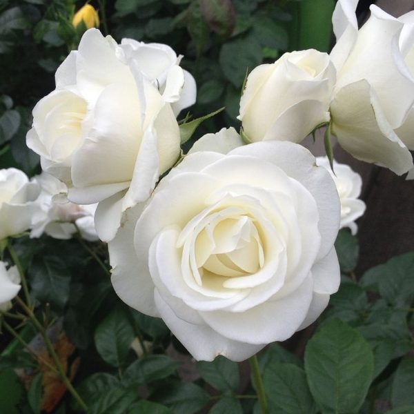 rosa sodo rožė balta Schneekönigin daugiažiedė garden rose augalas rožių krūmas gėlės ir manufaktūra