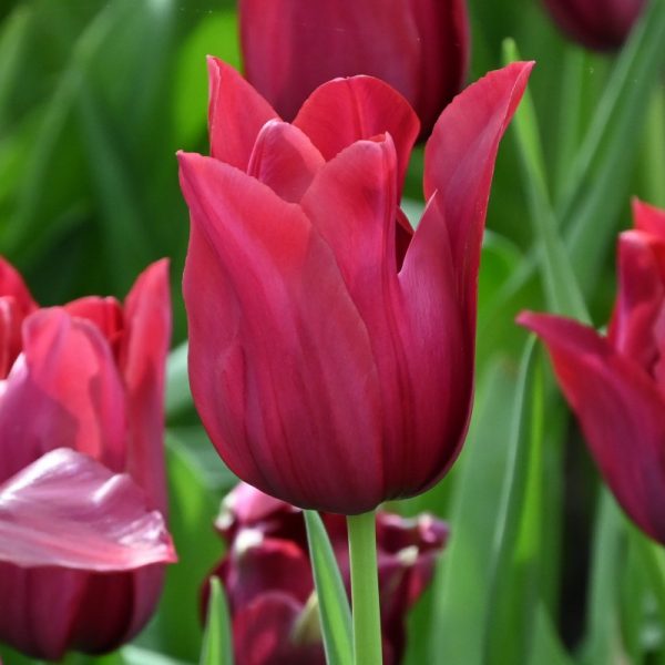 tulipa Merlot tulips bulbs tulpes tulpių svogūnėliai gėlės ir manufaktūra vysnines bordinės vyno