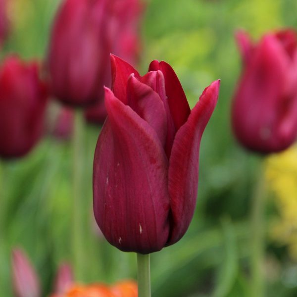 tulipa Merlot tulips bulbs tulpes tulpių svogūnėliai gėlės ir manufaktūra vysnines bordinės vyno