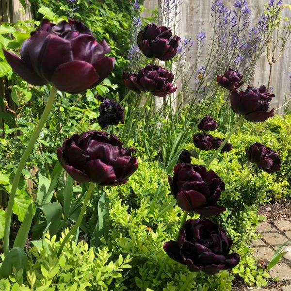 tulipa-black-hero tulips bulbs juoda tulpes tulpių svogūninis augalas gėlės ir manufaktūra double pilnavidures bijūnines
