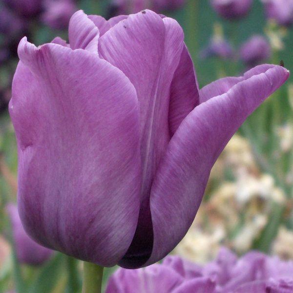 tulipa bleu aimable violetinė tulips bulbs tulpės tulpių svogūnai gėlės ir manufaktūra svogūninis augalas
