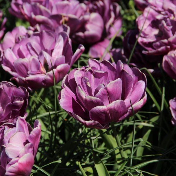 tulipa blue diamond mėlyna pilnavidurė violetinė bijūninė tulips bulbs tulpės tulpių svogūnai gėlės ir manufaktūra svogūninis augalas