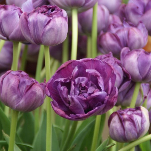 tulipa blue diamond mėlyna pilnavidurė violetinė bijūninė tulips bulbs tulpės tulpių svogūnai gėlės ir manufaktūra svogūninis augalas