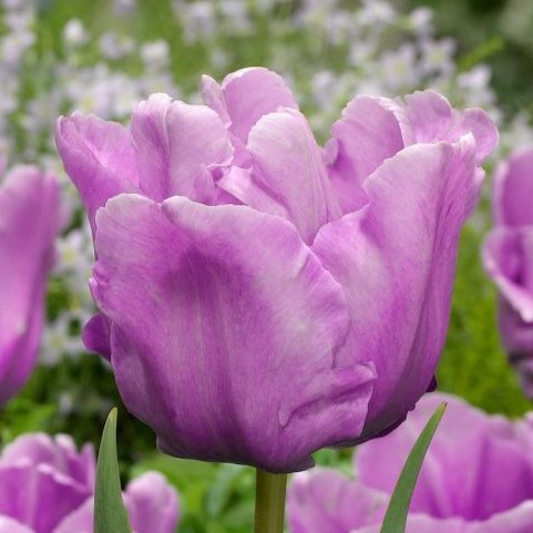 tulipa blue parrot violetinė mėlyna papūginė tulips tulpės tulpių svogūnėliai gėlės ir manufaktūra svogūninis augalas bulbs