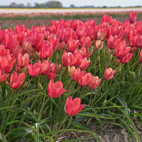 tulipa clusiana Annika laukinė tulpė botaninė natūrali svogūniniai augalai svogūnai gėlės ir manufaktūra svogūneliai botanical