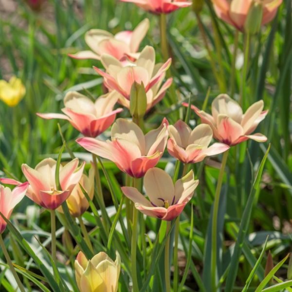 tulipa clusiana Annika laukinė tulpė botaninė natūrali svogūniniai augalai svogūnai gėlės ir manufaktūra svogūneliai botanical