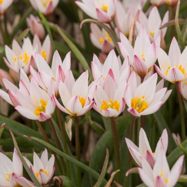 tulipa cretica bulbs laukinė tulpė botaninė natūrali svogūniniai augalai svogūnai gėlės ir manufaktūra svogūneliai botanical