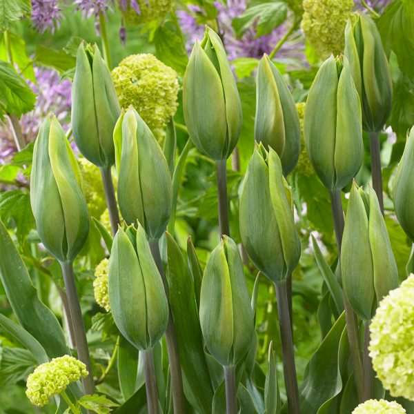 tulipa green king tulips viridiflora bulbs žalia tulpės tulpių svogūnai gėlės ir manufaktūra augalas Triumph