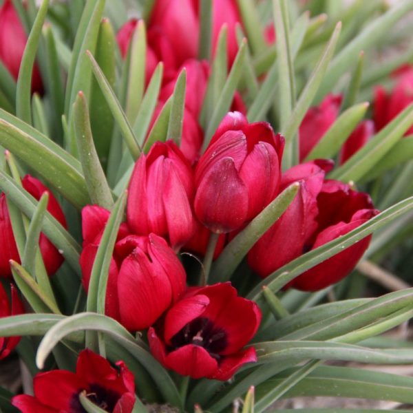 tulipa humilis lilliput tulpė botaninė natūrali raudona miniatiūrinė svogūniniai augalai gėlės ir manufaktūra svogūneliai botanical wild laukinė