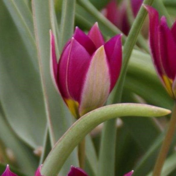 tulipa humilis pulchella persian pearl wild botaninė tulips botanical tulpes tulpių svogūnėliai gėlės ir manufaktūra vyšninė ciklameno
