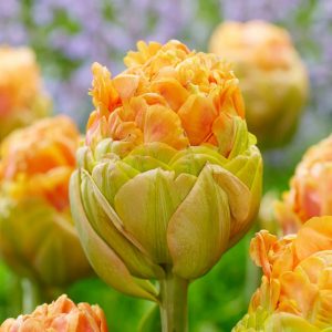 tulipa le lavandou orange double peony tulpes pilnavidurės tulpių svogūnėliai orange oranžinė bijūninė gėlės ir manufaktūra