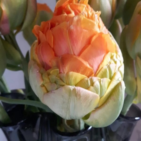tulipa le lavandou orange double peony tulpes pilnavidurės tulpių svogūnėliai orange oranžinė bijūninė gėlės ir manufaktūra