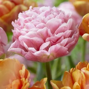 tulipa only me double peony pink tulips bulbs tulpes tulpių svogūnėliai gėlės ir manufaktūra rožinės pilnavidurės