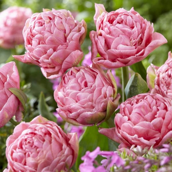 tulipa only me double peony pink tulips bulbs tulpes tulpių svogūnėliai gėlės ir manufaktūra rožinės pilnavidurės