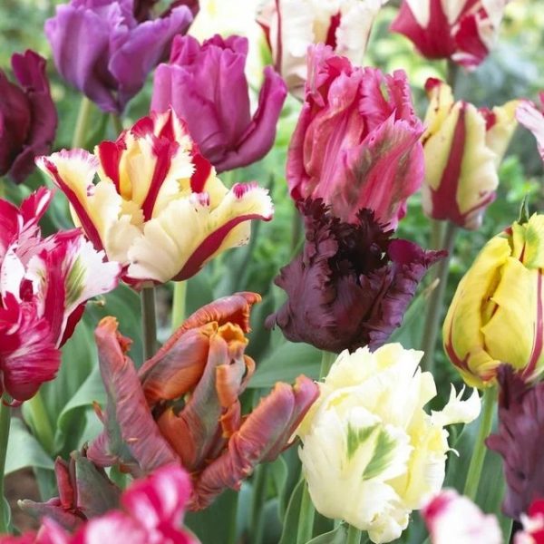 tulipa blue parrot violetinė mėlyna papūginė tulips tulpės tulpių svogūnėliai gėlės ir manufaktūra svogūninis augalas bulbs