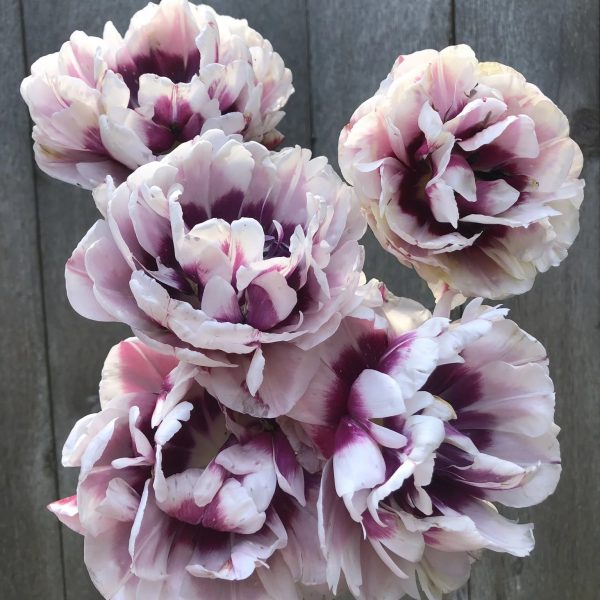 tulipa pistache double bulbs tulpes dvispalvės bijūninės violetinės tulpių svogūnai gėlės ir manufaktūra pilnavidurės