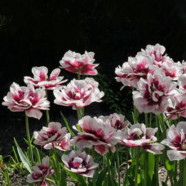 tulipa pistache double tulpes dvispalvės bijūninės violetinės tulpių svogūnėliai gėlės ir manufaktūra pilnavidurės