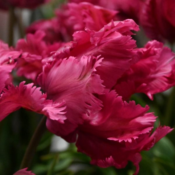 tulipa power parrot avietinė papūginė tulips bulbs tulpės tulpių svogūnėliai gėlės ir manufaktūra svogūninis augalas