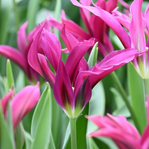 tulipa purple doll tulips bulbs lelijaziede tulpes tulpių svogūnėliai gėlės ir manufaktūra avietine
