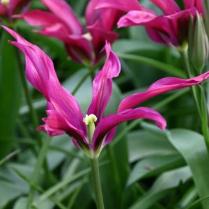 tulipa purple doll tulips bulbs lelijaziede tulpes tulpių svogūnėliai gėlės ir manufaktūra avietine