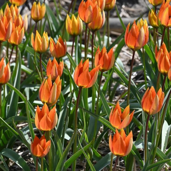 tulipa whittallii wild botanical species laukinė botaninė rūšinės tulpes svogūnėliai gėlės ir manufaktūra