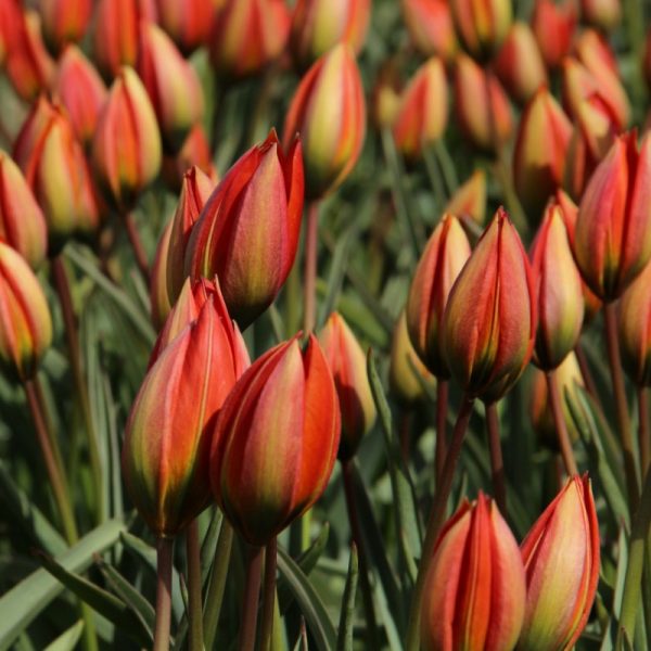 tulipa whittallii wild botanical species laukinė botaninė rūšinės tulpes svogūnėliai gėlės ir manufaktūra