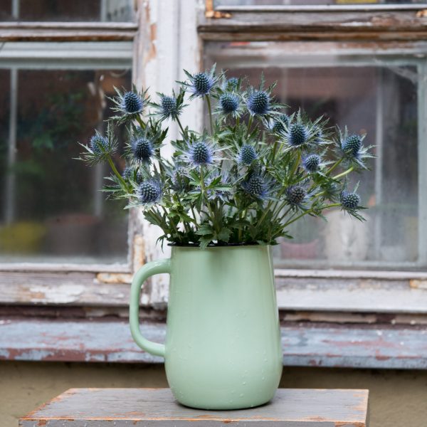 eryngium zunda blue skintos skinta Gėlės ir manufaktūra flowers