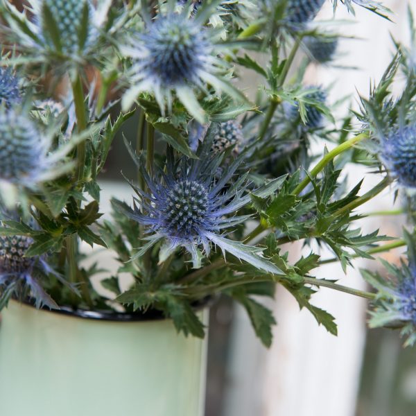 eryngium zunda blue skintos skinta Gėlės ir manufaktūra flowers