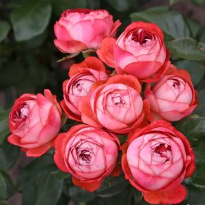 garden cluster rose Pompeji rosa red pompon sodo rožė gėlės ir manufaktūra Lilliput miniatiurinė