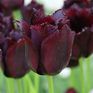 tulipa Vincent van Gogh tulips bulbs tulpes tulpių svogūnėliai gėlės ir manufaktūra tamsiai baklažano spalvos violetines magenta šerkšnotos fringed crispa black