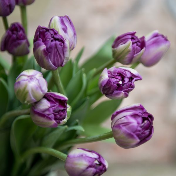 tulipa tulpės tulips skintos skinta Gėlės ir manufaktūra flowers