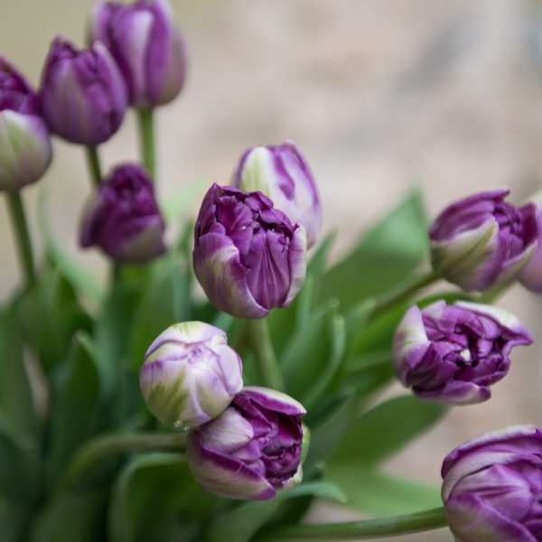 tulipa tulpės tulips skintos skinta Gėlės ir manufaktūra flowers