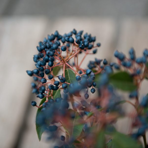 viburnum black berries putinas putino šakelės juodos mėlynos uogos skintos skinta Gėlės ir manufaktūra berries