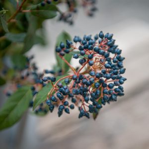 viburnum black berries putinas putino šakelės juodos mėlynos uogos skintos skinta Gėlės ir manufaktūra berries