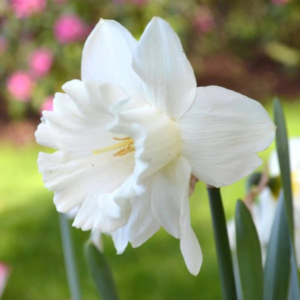 narcissus mount hood daffodils bulbs svogūnėliai svogūniniai augalai svogūnai narcizai gėlės ir manufaktūra