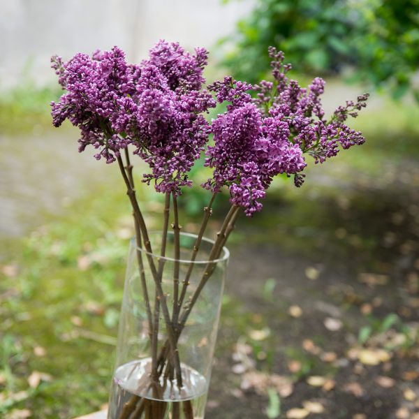 alyvos syringa skintos skinta Gėlės ir manufaktūra lilacs flowers