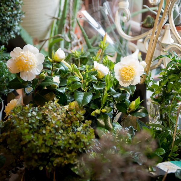 camellia japonica kambariniai augalai kambarinės kamelija Gėlės ir manufaktūra