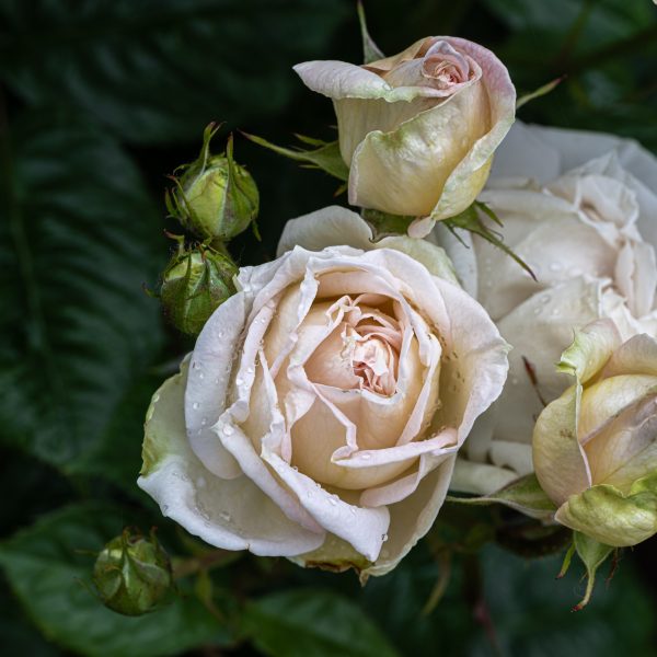 garden roses fragrant Madame Anisette Parfuma rosa sodo rožė bijūninė kvepianti gėlės ir manufaktūra dreamstime_254268642