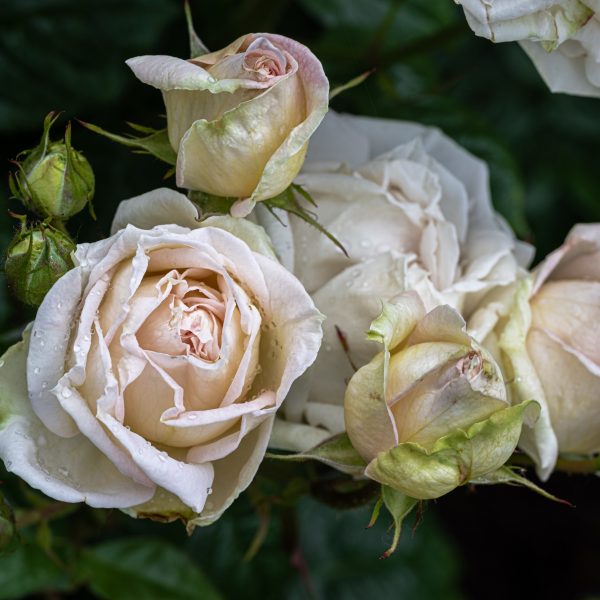 garden roses fragrant Madame Anisette Parfuma rosa sodo rožė bijūninė kvepianti gėlės ir manufaktūra dreamstime_254268642